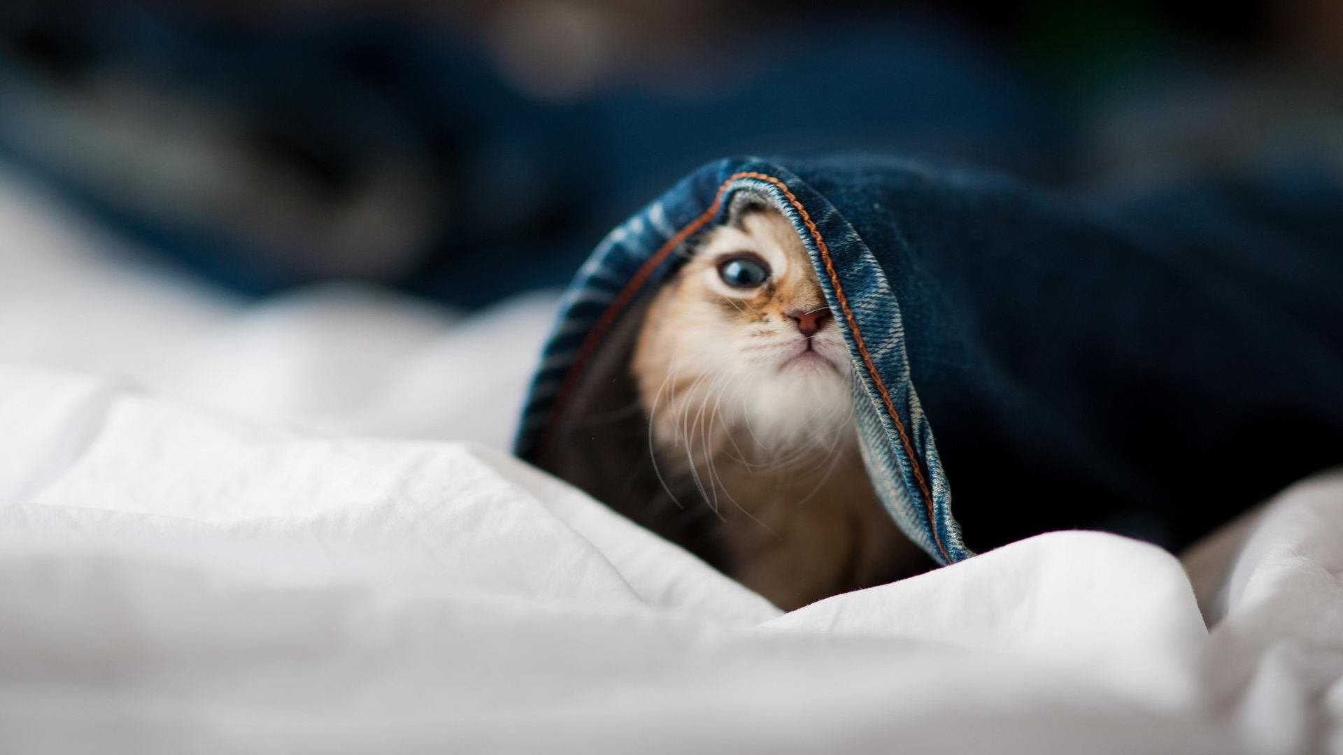 开云·Kaiyun网页版-世界短道速滑锦标赛创新技术应用,助推比赛公平,世界短道速滑比赛视频