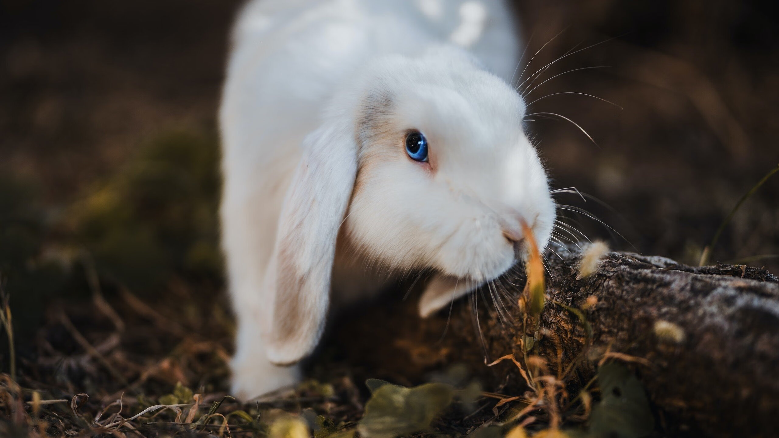 kaiyun网站-_电动滑板比赛：城市速度新宠_，电动滑板2021新规