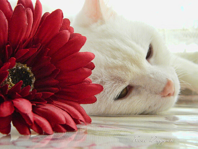 开云网址入口-“中国女足国际友谊赛表现出色，名将闪耀赛场”，中国女足国际排名